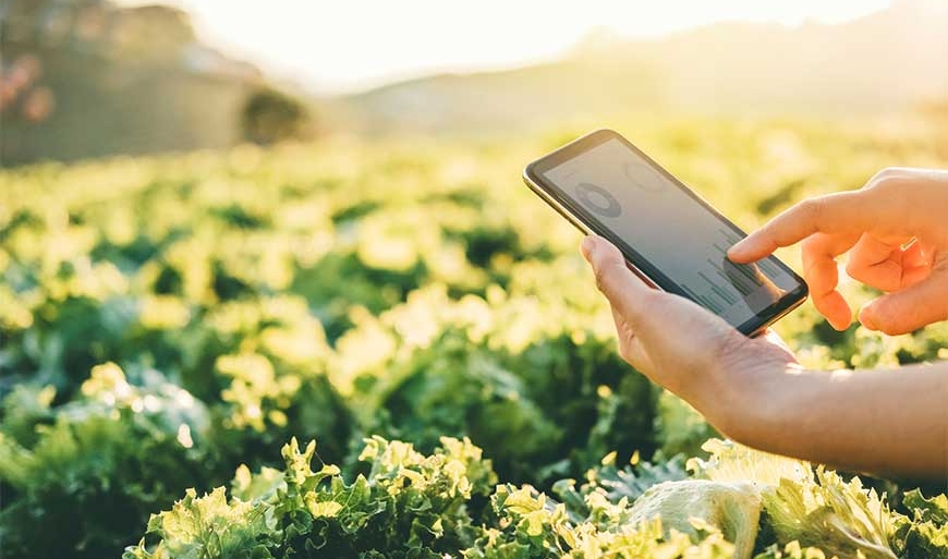 Farmer checking touchpad in Nappa cabbage Fram in summer